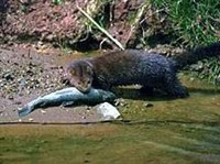 Териология