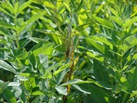 Термопсис ромболистный, горный – Thermopsis rhombifolia (Pursh.) Richardson.