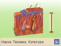 Терморегуляция (механизм)