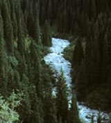 Терскей-ала-Тоо (еловый лес)