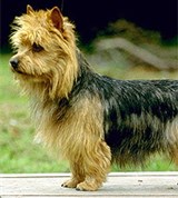 Терьеры (австралийский терьер)