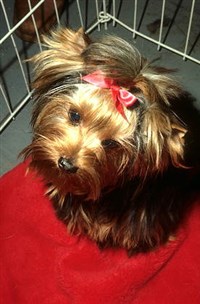 Терьеры (йоркширский терьер)