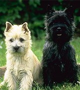 Терьеры (керн-терьеры)