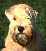 Терьеры (мягкошерстный терьер)