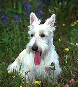 Терьеры (скотч-терьер)