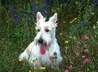 Терьеры (скотч-терьер)