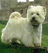 Терьеры (уэст-хайленд-уайт-терьер)
