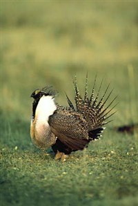 Тетерева (полынный тетерев)