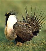 Тетерев полынный