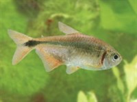 Тетрагоноптерус