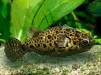 Тетраодон леопардовый