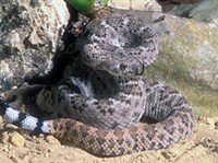 Техасский гремучник (Crotalus atrox)