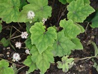 Тиарелла Верри – Tiarella wherryi Lakela.
