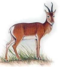 Тибетский Дзерен (рисунок)