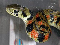 Тигровый уж (Rhabdophis tigrina).