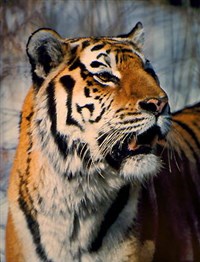 Тигр амурский