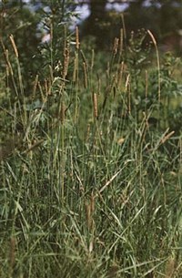 Тимофеевка