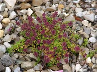 Тимьян Дуэфлери – Thymus doerfleri Romn.