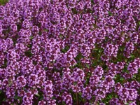 Тимьян блошиный – Thymus pulegioides L.