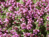 Тимьян густоволосистый – Thymus hirsutus Bieb.