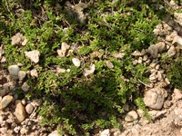 Тимьян длинноцветковый – Thymus longiflorus Boiss.