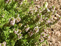 Тимьян лимоннопахнущий – Thymus x citriodorus (Pers.) Schreb.ex Schweig.