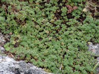 Тимьян ложнопушистый – Thymus pseudolanuginosus Ronn.