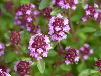 Тимьян ползучий, богородская трава – Thymus serpyllum L. (1)