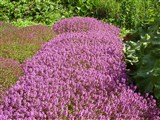 Тимьян ползучий, богородская трава – Thymus serpyllum L. (2)