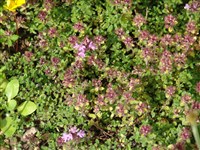 Тимьян ранний, Друци – Thymus praecox Opiz.