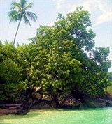 Тиоман (побережье)