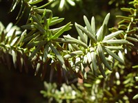 Тисс коротколистный – Taxus brevifolia Nutt.