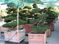 Тисс остроконечный, японский, дальневосточный – Taxus cuspidata Sieb. et Zucc. (1)