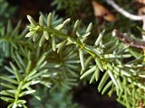 Тисс остроконечный, японский, дальневосточный – Taxus cuspidata Sieb. et Zucc. (2)