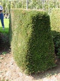 Тисс средний – Taxus x media Rehd.