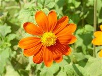 Титония круглолистная, прекрасная – Tithonia rotundifolia (Mill) S.F.Blake.