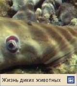 Тихоокеанская минога