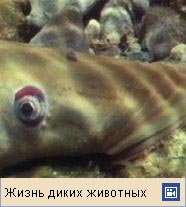 Тихоокеанская минога