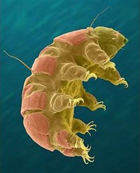 Тихоходки (Водяной медведь)