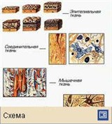 Ткани (животных)