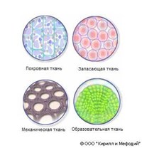 Ткани (растений)