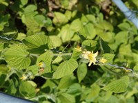 Тладианта сомнительная – Thladiantha dubua Bunge. (1)