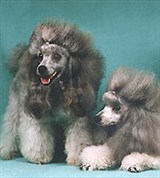 Той-пудели (серебристые)