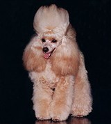 Той-пудель (абрикосовый)