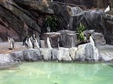 Токийский зоопарк (пингвины)