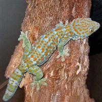 Токи (Gekko gecko)