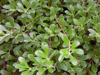 Толокнянка обыкновенная, медвежья ягода, медвежьи ушки. – Arctostaphylos uva-ursi (L.) A.Gray.