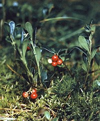 Толокнянка обыкновенная