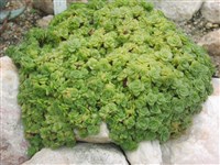 Толстянка горная – Crassula montana Thunb.