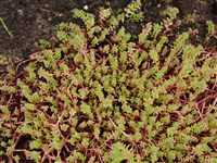 Толстянка мясистостебельная – Crassula sarcocaulis Eclon & Zeyh.